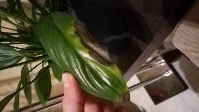 Spatifillo con macchie su foglie: come curarlo?