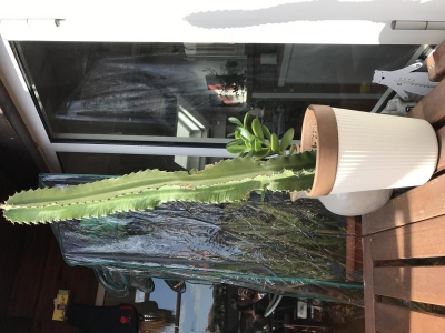 Euphorbia: consigli sul rinvaso?