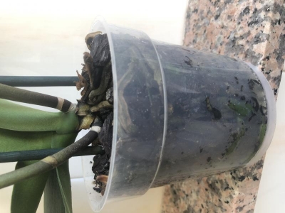 Phalaenopsis con steli ingialliti: qualche consiglio?