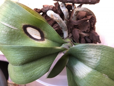 Orchidee: foglie con macchie marroni e flosce, cosa succede?