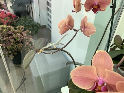Orchidea con keiki: cosa fare?