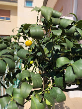 Kumquat con foglie arrotolate che cadono: come mai?