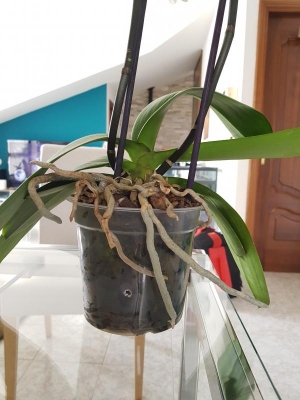 Phalaenopsis: quando fare il rinvaso?