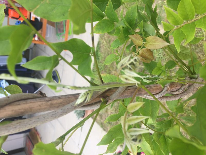 Seccume fogliare di alloro coltivato in vaso - Passione in verde