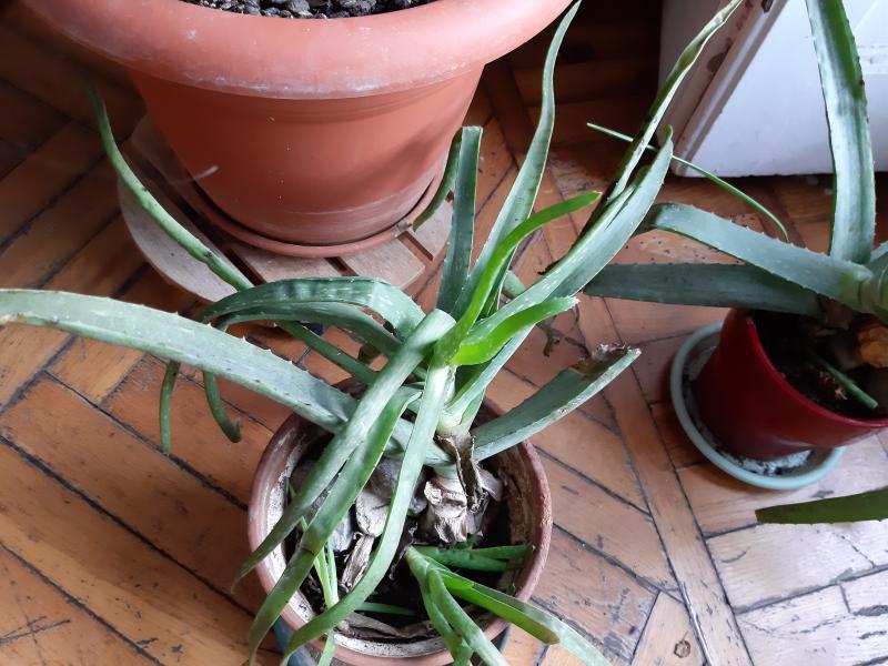 aloe vera macchie marroni