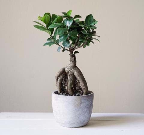 foto-bonsai-ficus-ginseng