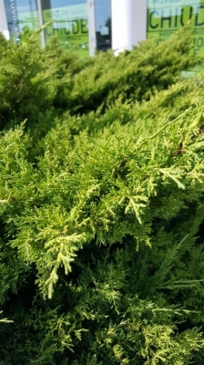 Juniperus