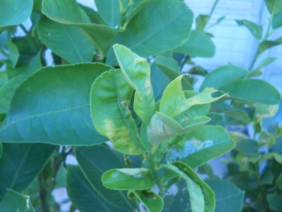 Foglie di agrumi attaccate dalla minatrice serpentina