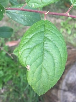 Prunus, susino