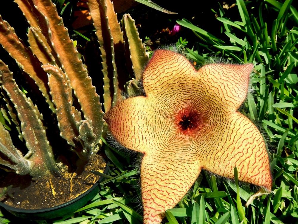 foto-stapelia