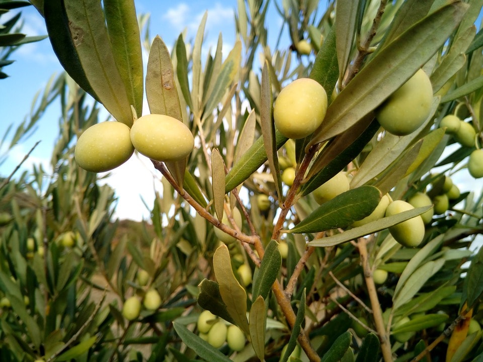 3 ERRRE - Olio Bianco Vegetale: adesivante e antiparassitario per