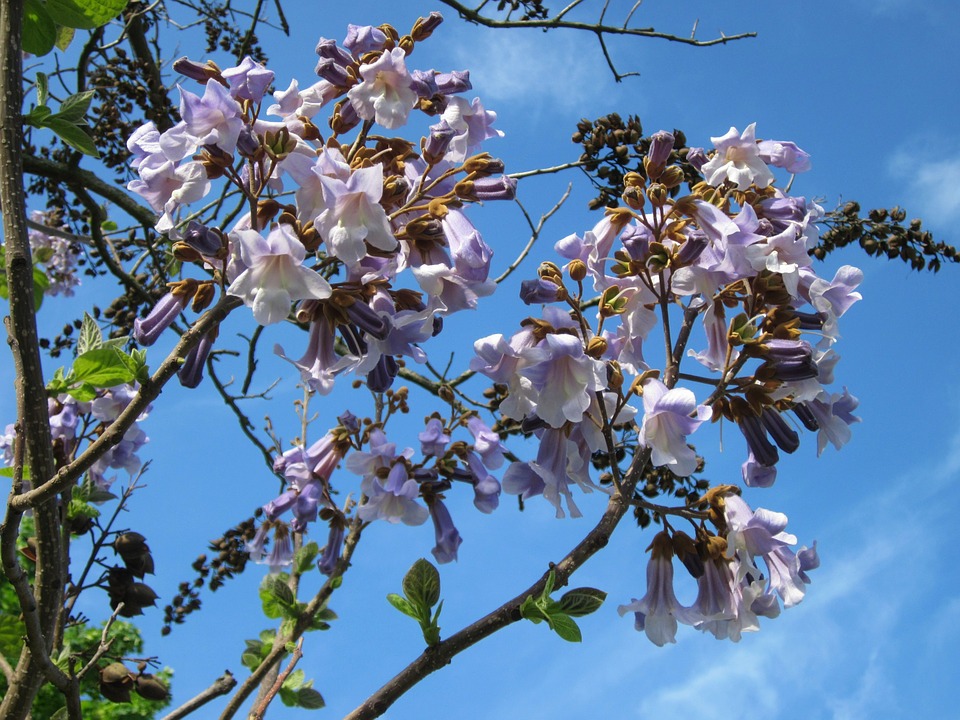 foto-paulonia-tomentosa