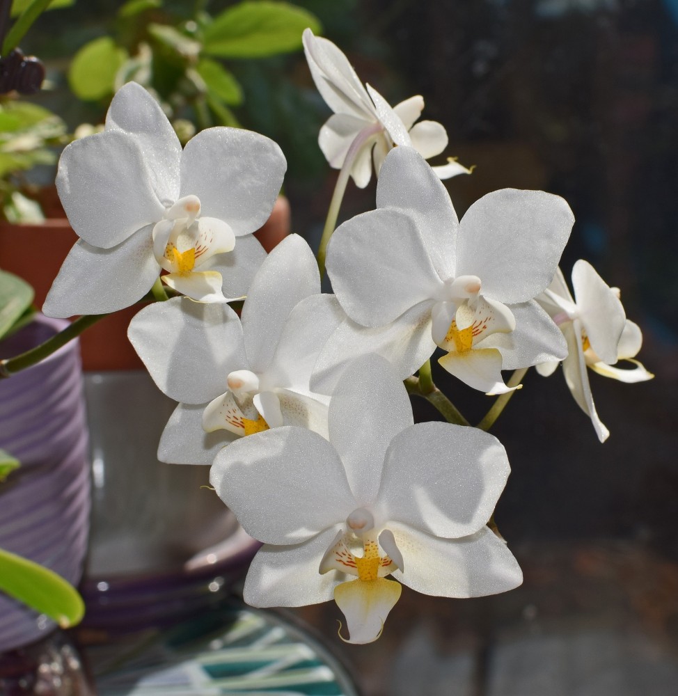 foto-phalaenopsis