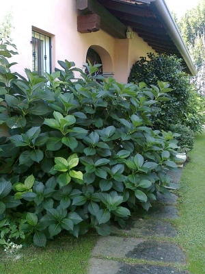 Ortensie da giardino o Hydrangee: come si potano?