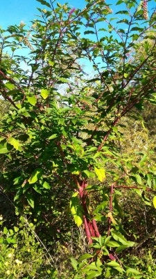 Phytolacca Pianta Perenne