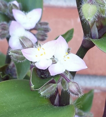 Tradescantia o erba miseria