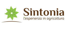 sintonia